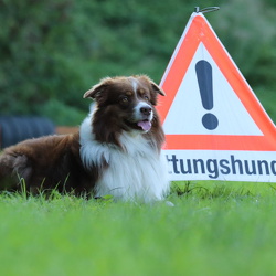 Presse - Hunde
